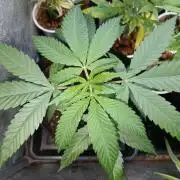 CriMnl sherbet [r]