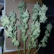 Black diamond [f]
