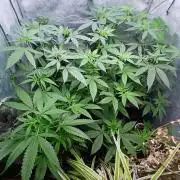 Arc-en-ciel kush [r]