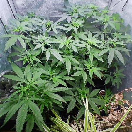 Arc-en-ciel kush [r]