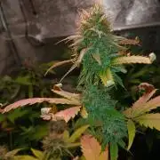 Arc-en-ciel kush [r]