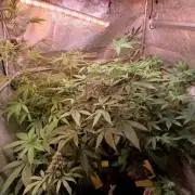 Arc-en-ciel kush [r]