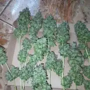 Mimosa [f]