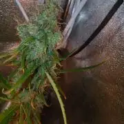Arc-en-ciel kush [r]