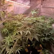 Arc-en-ciel kush [r]