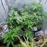 Arc-en-ciel kush [r]