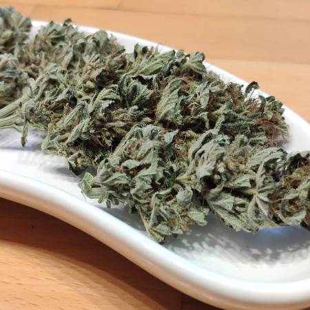 Bud Diaries: Shaman