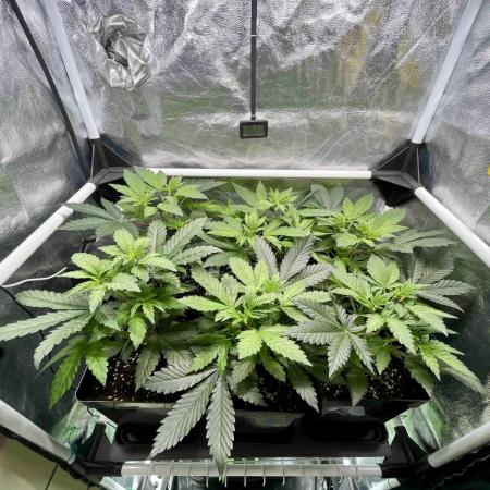 greenhouse26 /living soil