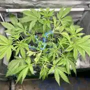 dirty banana gen1 /DWC