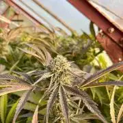 greenhouse26