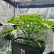 dirty banana gen1 /DWC