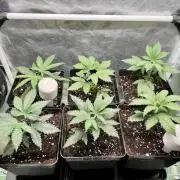 greenhouse26 /living soil