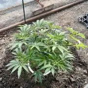 greenhouse26