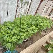 greenhouse26