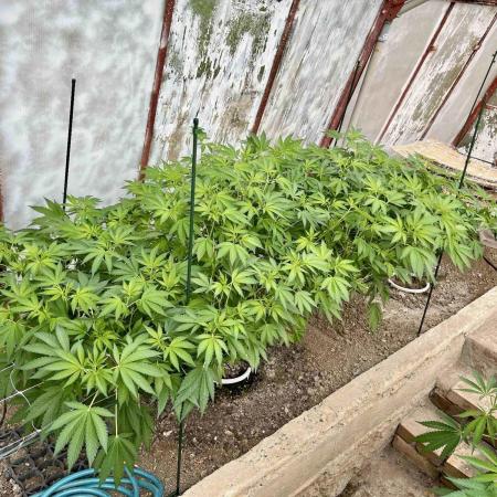greenhouse26