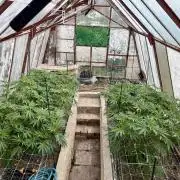 greenhouse26