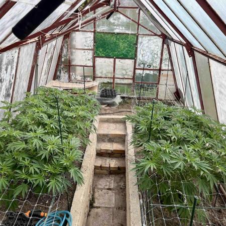 greenhouse26