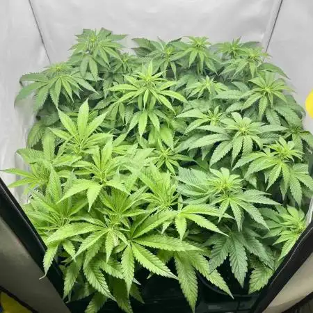 phenohunt26 /living soil