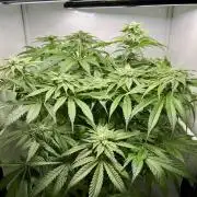 dirty banana gen1 /DWC