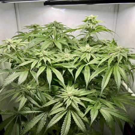 dirty banana gen1 /DWC