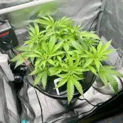 cherry clon #5 /DWC