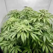 dirty banana gen1 /DWC