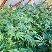 greenhouse26