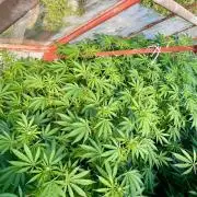 greenhouse26