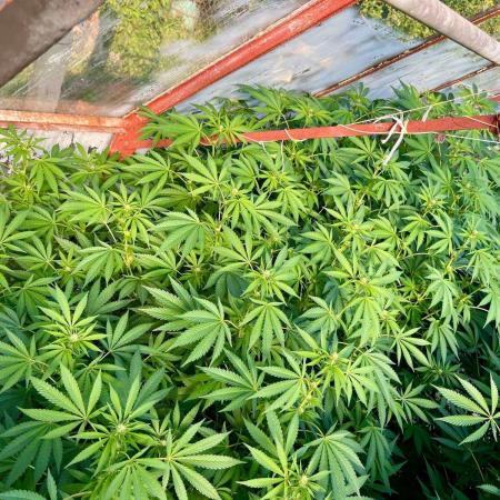 greenhouse26