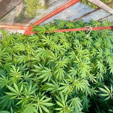 greenhouse26
