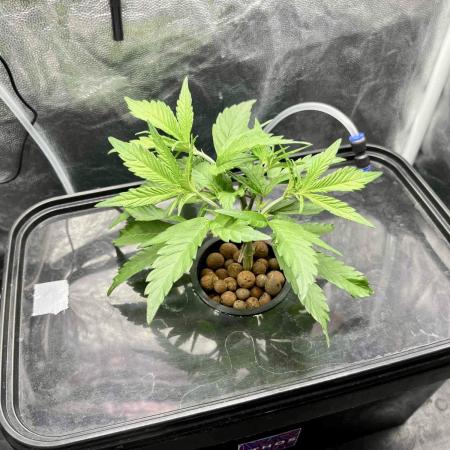 cherry clon #5 /DWC