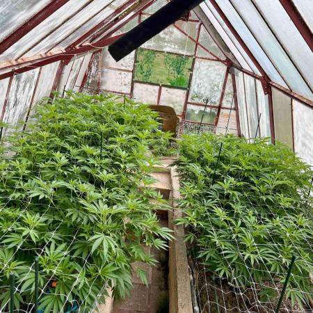 greenhouse26