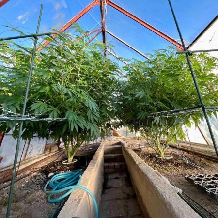 greenhouse26