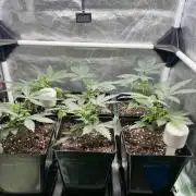 greenhouse26 /living soil