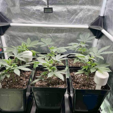 greenhouse26 /living soil