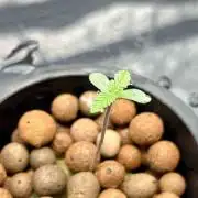 ETHOS: :dirty banana gen1 /DWC