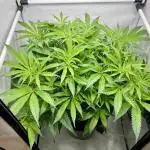 ETHOS: :cherry clon /DWC