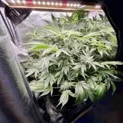 lemon berry clon /DWC