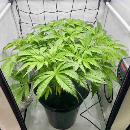 dirty banana gen1 /DWC