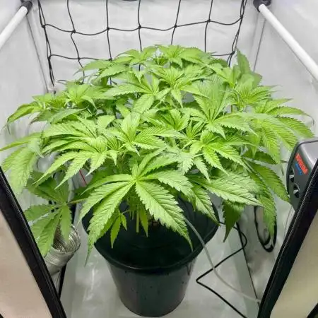 dirty banana gen1 /DWC