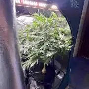 lemon berry clon /DWC