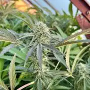 greenhouse26