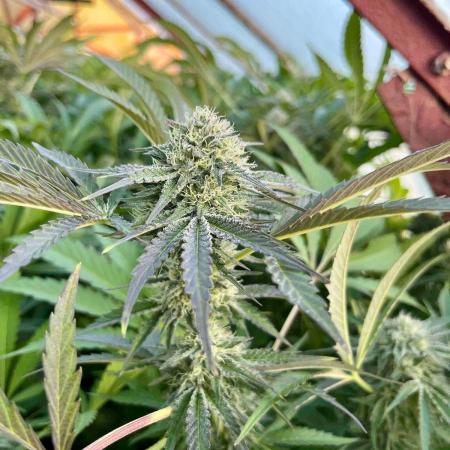 greenhouse26