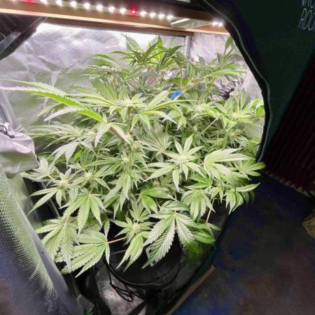 lemon berry clon /DWC