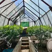 greenhouse26