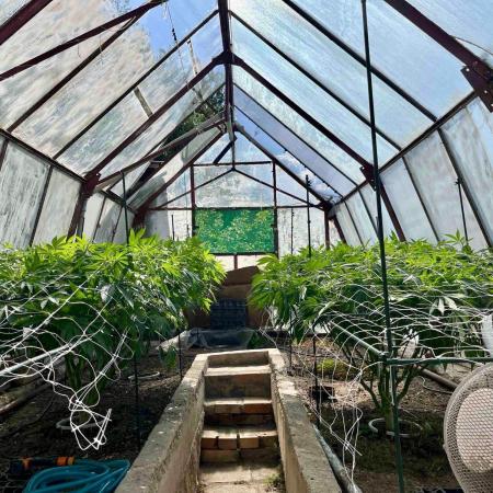 greenhouse26