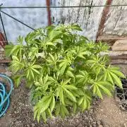 greenhouse26