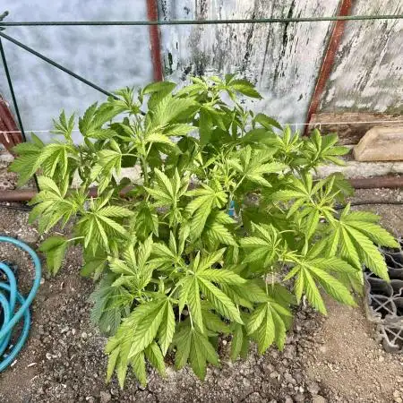 greenhouse26