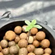 dirty banana gen1 /DWC