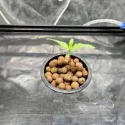 dirty banana gen1 /DWC